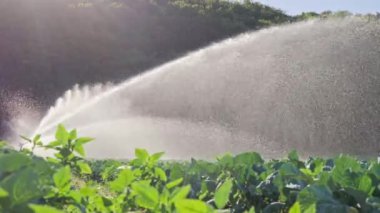 Sulama sebze ekimi. Yağmurlama sebze bitkileri irrigates.