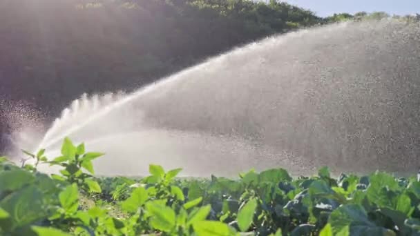 Irrigatie plantaardige plantage. Sprinkler bevloeit plantaardige gewassen. — Stockvideo