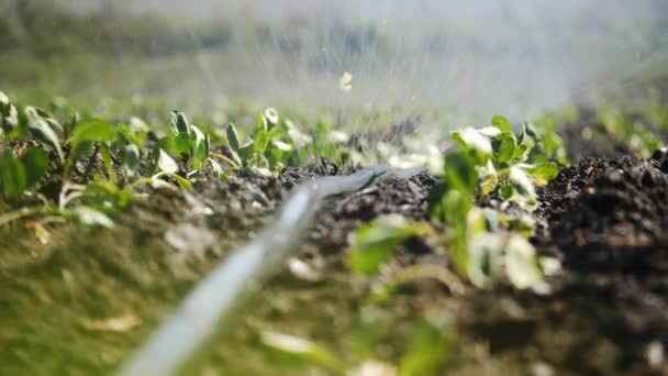 Nahaufnahme der Bewässerung von Plantagen. — Stockvideo