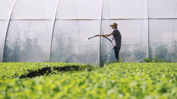 Красивый фермер орошает зеленые молодые саженцы на поле рядом с теплицей — стоковое видео