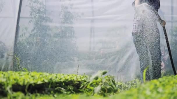 Bonito agricultor irriga mudas jovens verdes no campo perto da estufa — Vídeo de Stock