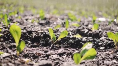 Genç fidan Bahçe bir yatağı boyunca kamera hareketi.