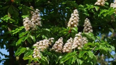 Güneşli bir çiçek ve yeşil yaprakları ile çiçek kestane ağacının bir taç.