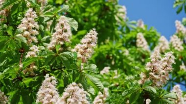 Bir kestane önümüzdeki close-up. bir kestane ağacı, güneşli bir günde bırakır. 10 bit 422 vurdu