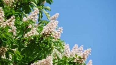 Güneşli bir çiçek ve yeşil yaprakları ile çiçek kestane ağacının bir taç.