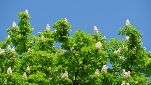 Een kroon van een bloeiend kastanje boom op een zonnige dag met bloemen en groene bladeren. — Stockvideo