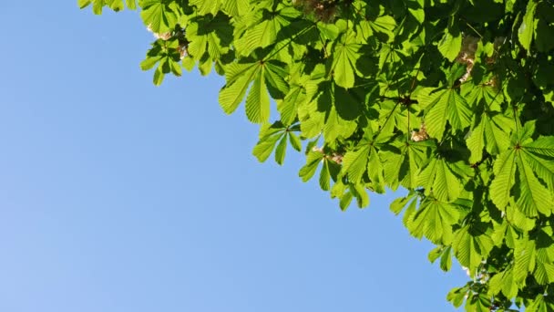 Close-up van een kastanjeboom verlaat, op een zonnige dag. — Stockvideo