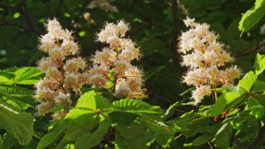 Bir kestane önümüzdeki close-up. bir kestane ağacı, güneşli bir günde bırakır. 10 bit 422 vurdu
