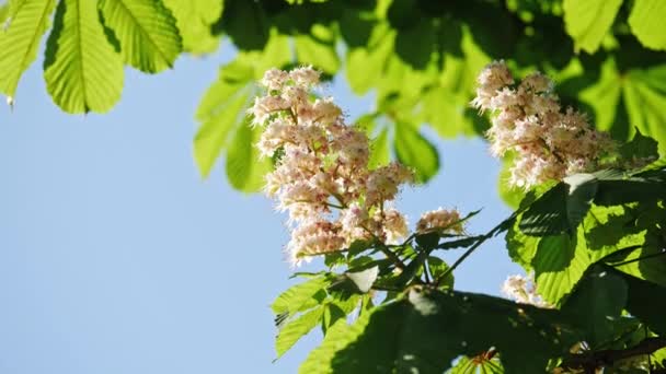 Närbild av en kastanj blomställning. kastanjeträd blad, en solig dag. Skjuten i 10 bitars 422 — Stockvideo