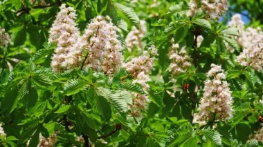 Bir kestane önümüzdeki close-up. bir kestane ağacı, güneşli bir günde bırakır. 10 bit 422 vurdu