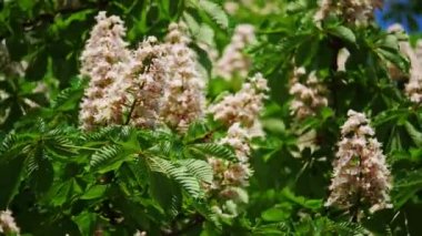 Bir kestane önümüzdeki close-up. bir kestane ağacı, güneşli bir günde bırakır. 10 bit 422 vurdu