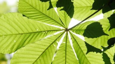 Yakın çekim kestane ağacının yaprakları, güneşli bir günde.