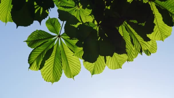 Nahaufnahme einer Kastanie Blätter, an einem sonnigen Tag. — Stockvideo