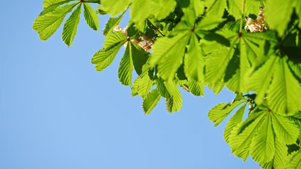 Närbild av kastanjeträd blad, en solig dag. — Stockvideo