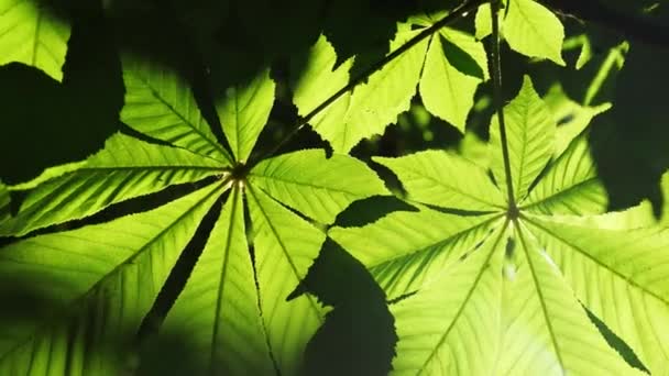 Close-up of a chestnut tree leaves, on a sunny day. — Stock Video