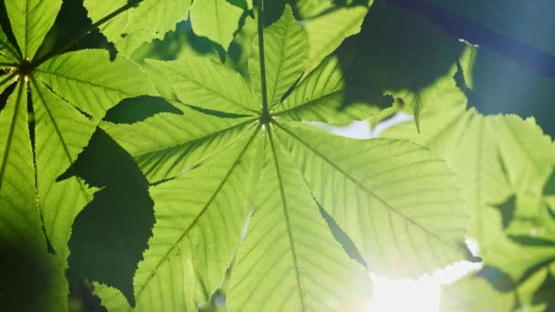 Close-up of a chestnut tree leaves, on a sunny day. — Stock Video