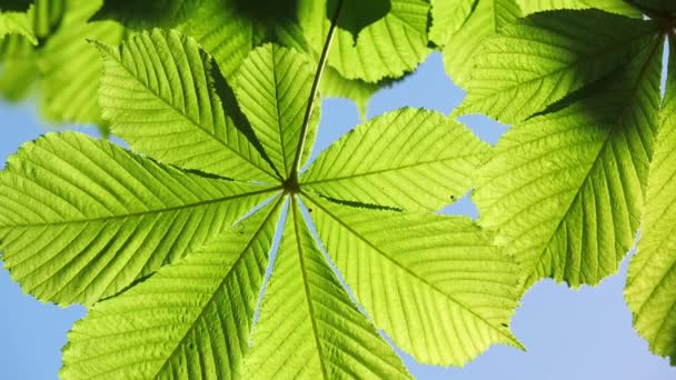 Close-up of a chestnut tree leaves, on a sunny day. — Stock Video