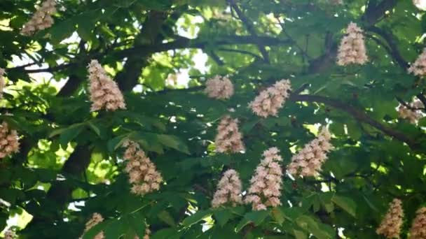 Una corona de un castaño floreciente en un día soleado con flores y hojas verdes . — Vídeos de Stock