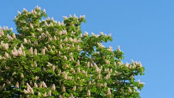 Uma coroa de uma árvore castanha florescente em um dia ensolarado com flores e folhas verdes . — Vídeo de Stock