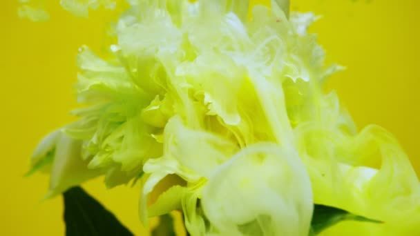 Nahaufnahme. auf schöne Blumen, die Farbe gießen. — Stockvideo