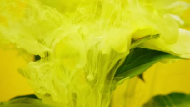 Close-up. Em belas flores derramando tinta . — Vídeo de Stock