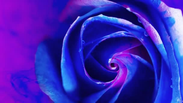 Κάτοψη ενός όμορφου τριαντάφυλλου στην εξάπλωση της μπογιάς. Κοντινό πλάνο — Αρχείο Βίντεο