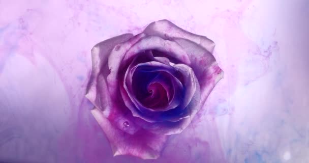 Vista superior de la pintura de difusión de colores en una hermosa flor giratoria. — Vídeos de Stock