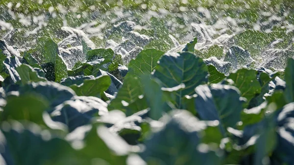 Die grünen Triebe der Sämlinge ragen aus dem Boden. Sprinkleranlage in der Morgensonne auf einer Plantage — Stockfoto
