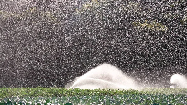 Los brotes verdes de las plántulas emergen del suelo. Sistema de rociadores de agua en el sol de la mañana en una plantación — Foto de Stock