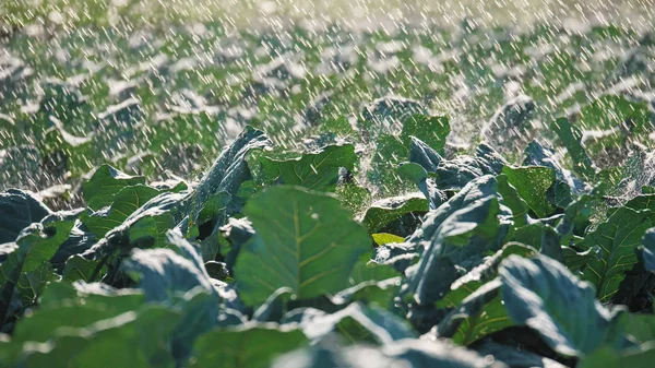 Die grünen Triebe der Sämlinge ragen aus dem Boden. Sprinkleranlage in der Morgensonne auf einer Plantage — Stockfoto