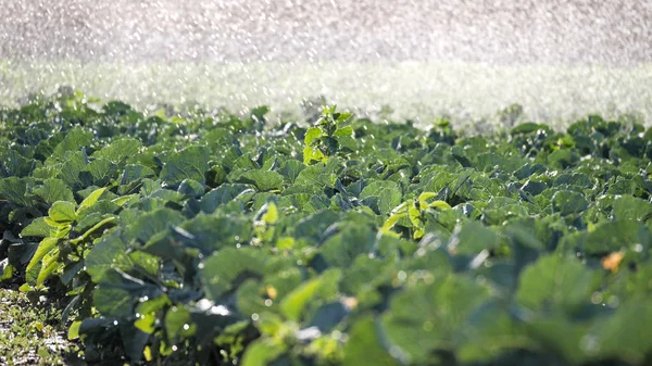 Die grünen Triebe der Sämlinge ragen aus dem Boden. Sprinkleranlage in der Morgensonne auf einer Plantage — Stockfoto