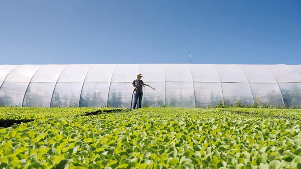 Güzel çiftçi sera yakınındaki sahada yeşil genç fidan irrigates