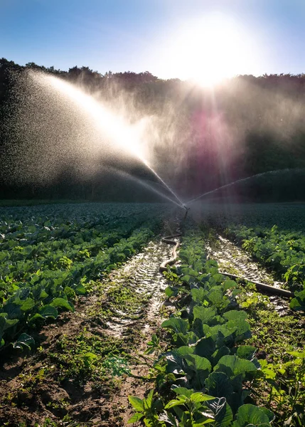 Sistemul de aspersoare a apei în soarele de dimineață pe o plantație — Fotografie, imagine de stoc