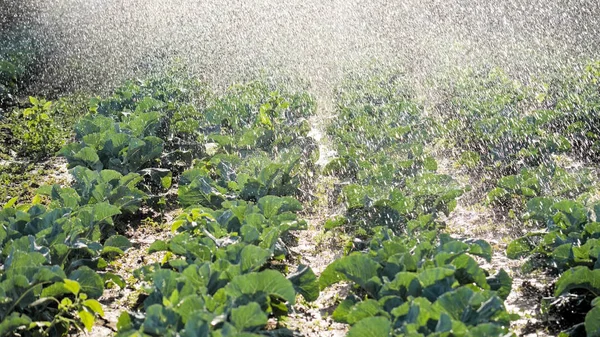 Die grünen Triebe der Sämlinge ragen aus dem Boden. Sprinkleranlage in der Morgensonne auf einer Plantage — Stockfoto