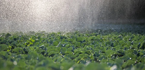 Die grünen Triebe der Sämlinge ragen aus dem Boden. Sprinkleranlage in der Morgensonne auf einer Plantage — Stockfoto