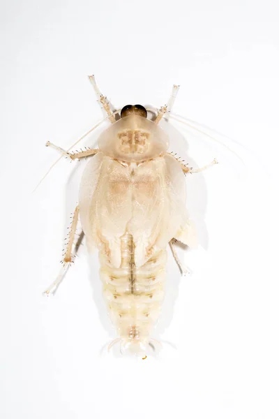 바퀴벌레 발산 셸 — 스톡 사진