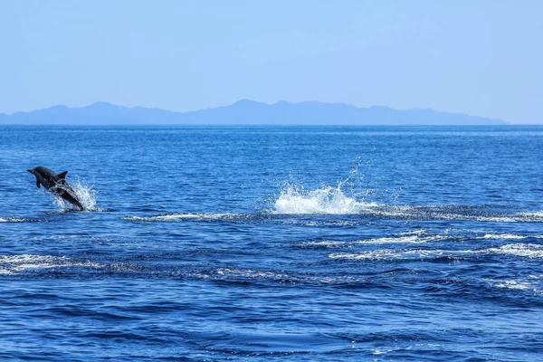 The Dolphins jumping — Stock Photo, Image