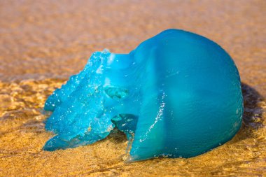 Blue jellyfish Velella