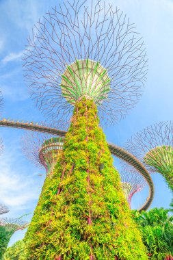 Supertree Korusu Singapur