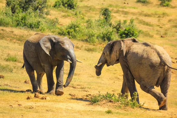 실행 하는 아프리카 코끼리 — 스톡 사진