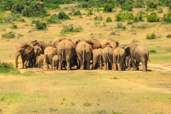 Elefantes africanos Addo Park — Foto de Stock