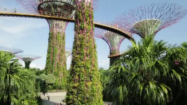 Supertree Grove Singapur — Wideo stockowe