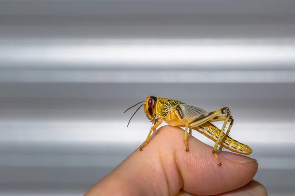 Grasshopper en segundo plano — Foto de Stock