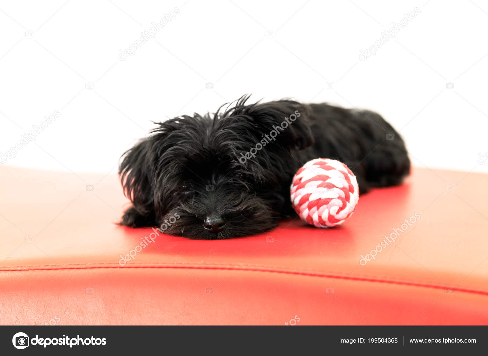 Chien Chiot Malkie Photographie Bennymarty 199504368