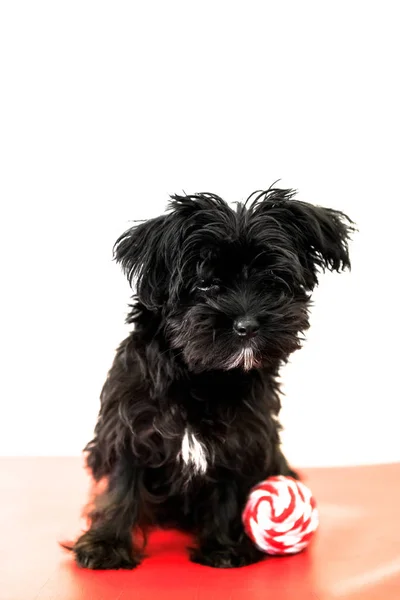 小黑狗 Morkie Yorktese Malkie 月大的小狗在一个红色的沙发上玩它的球 从马耳他和约克郡猎犬犬养殖 在白色背景下被隔离 — 图库照片
