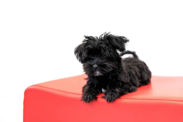 Yorktese puppy dog — Stock Photo, Image