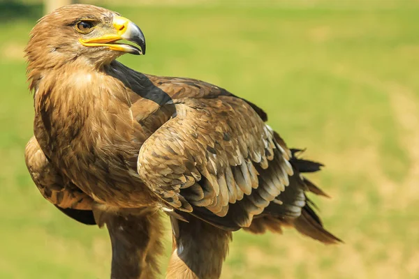 The golden eagle — Stock Photo, Image