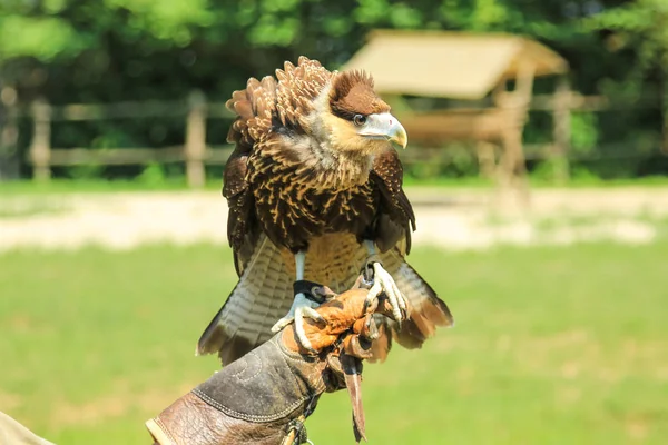 The trained hawk — Stock Photo, Image