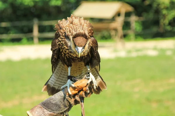 Hawk with falconer — Stock Photo, Image
