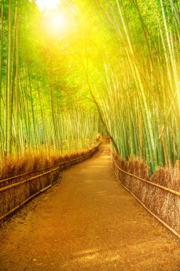 Bambu grove Arashiyama